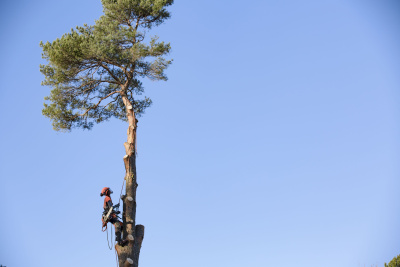 Бензопила Husqvarna 550 XP Mark II 15" 0.325 1.5