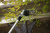 295040282gt161ps-iu-1